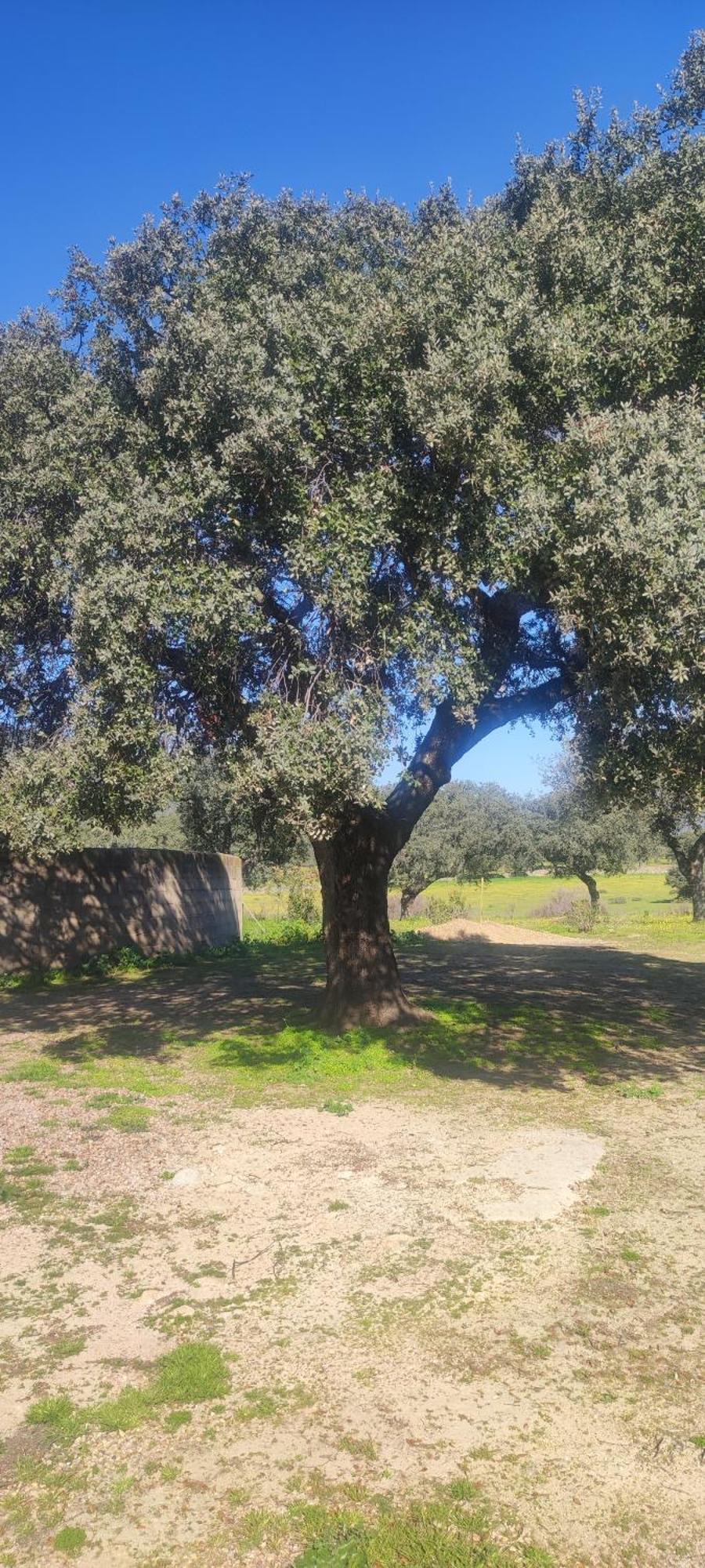 Finca Las Gamitas Almoharin Екстериор снимка